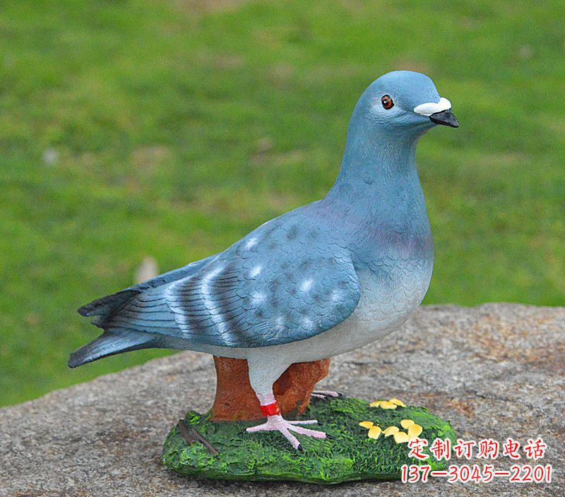 山西和平鸽传承着永恒的爱