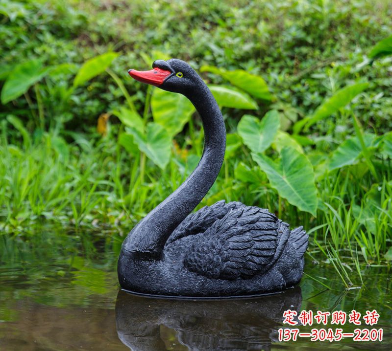 山西黑天鹅婉约鱼尾,完美呈现园林水塘水景