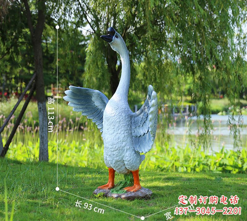 山西站立的灰色展翅天鹅