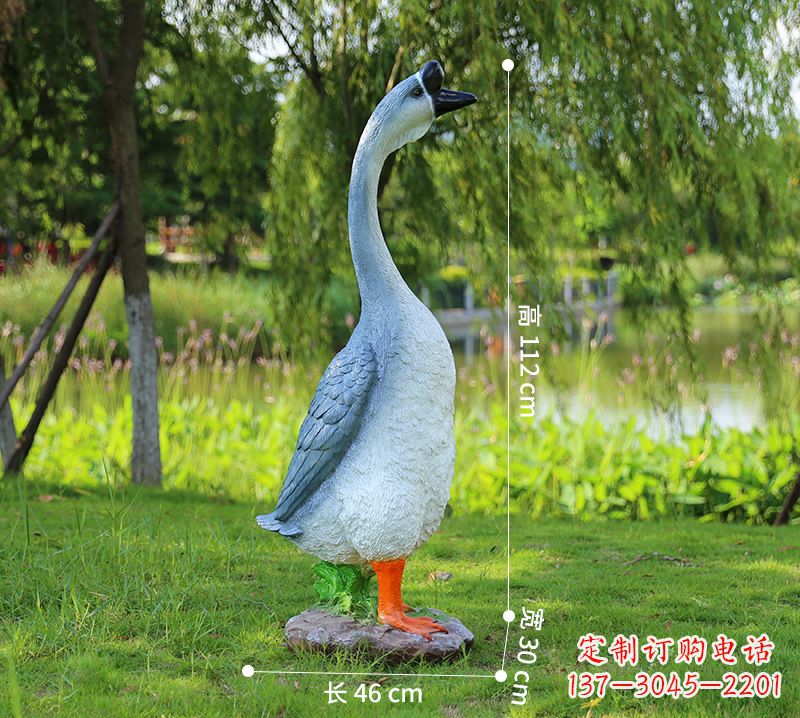 山西站立立脖灰色天鹅